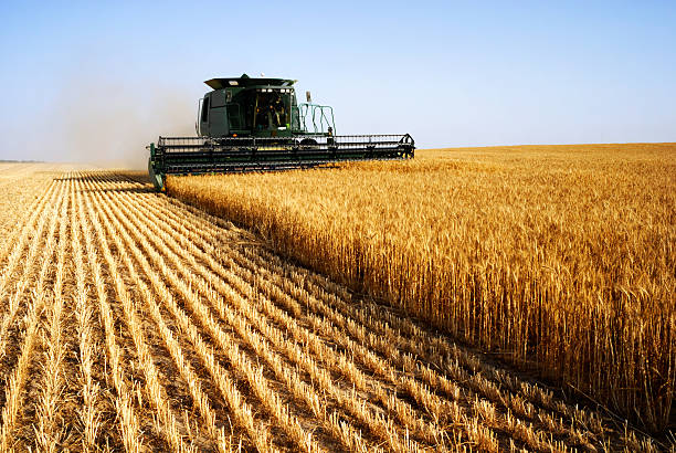 Crop Harvesting & Marketing